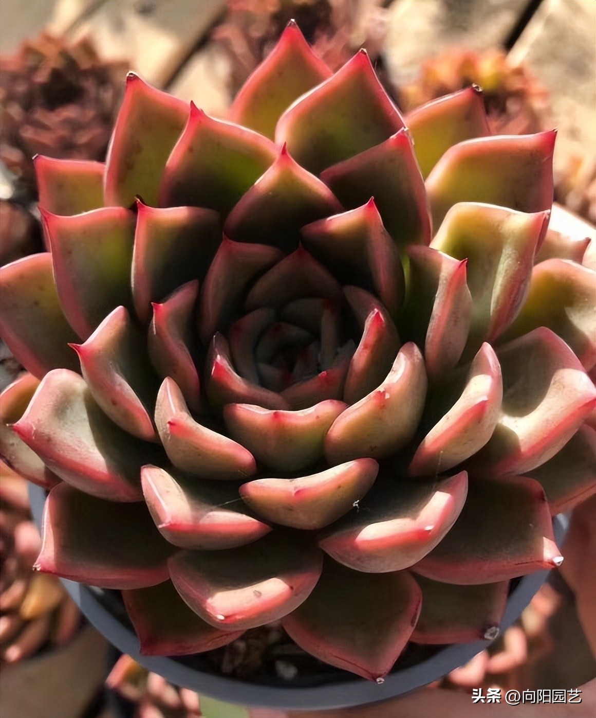 粗陶盆和塑料盆养多肉哪个好,种多肉塑料盆好还是麦饭石盆好