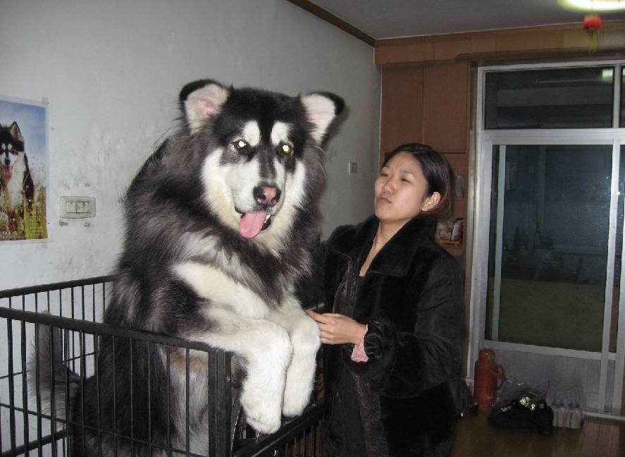 狗狗品种大全新手适合养什么狗呢,狗狗品种大全新手适合养什么狗