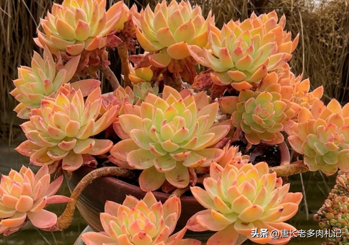 叶插的多肉长得和母本一样吗,叶插多肉要多大才干掉母叶