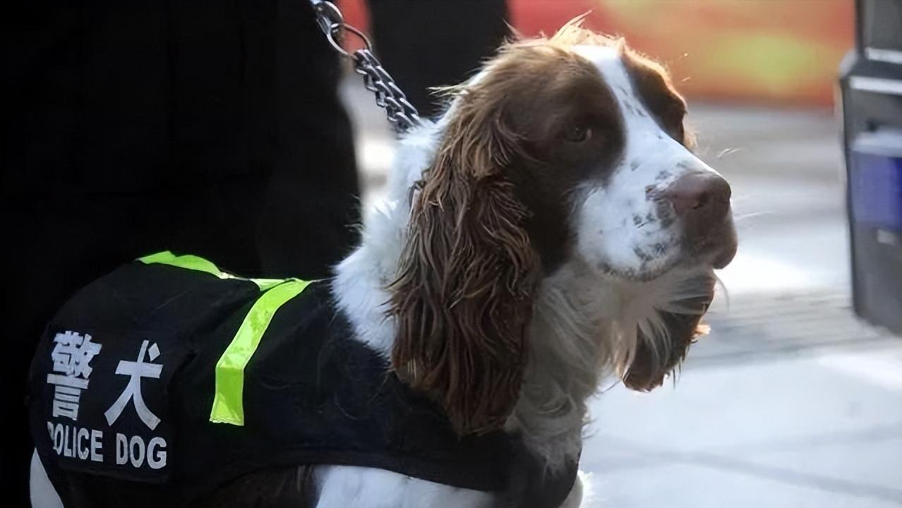 史宾格有什么特点,史宾格优点和缺点