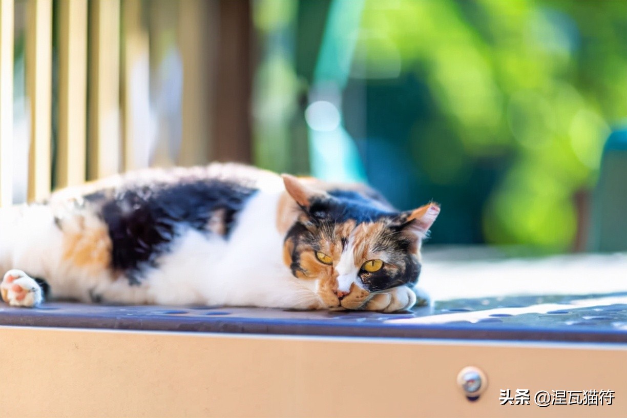三花猫是中华田园猫还是宠物猫,田园三花猫幼崽购买