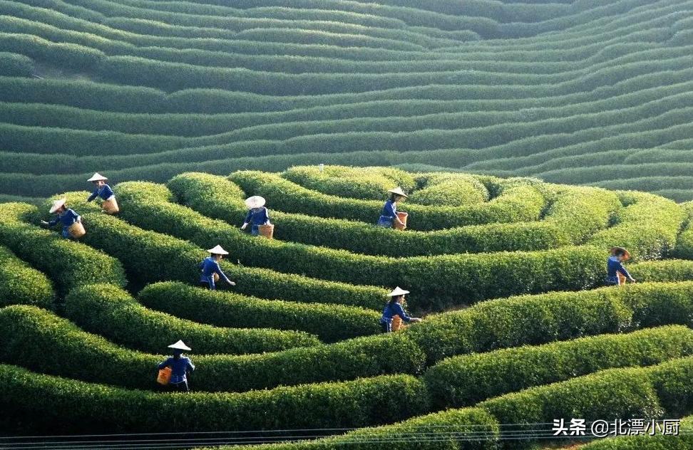 买茶叶如何避坑,买茶叶怎么防止上当