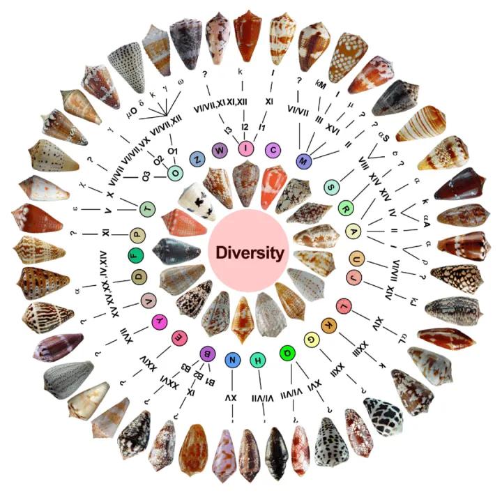 什么护肤品里成分含芋螺肽,李锦聪