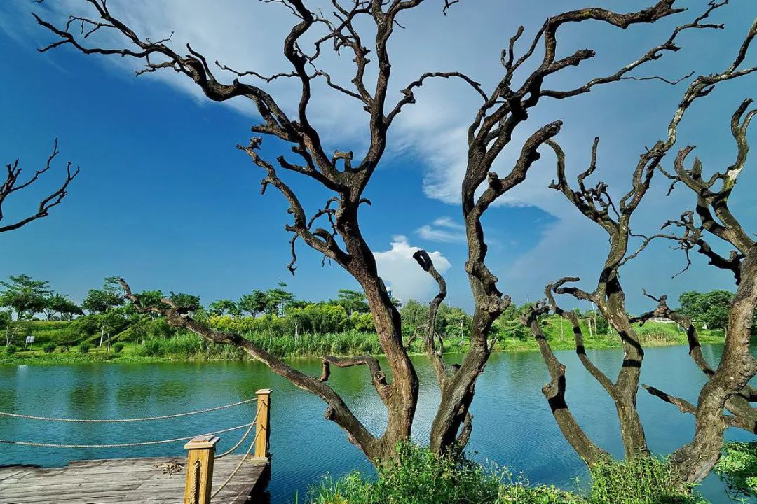 广州鹤之洲湿地公园游玩攻略简介,增城凤凰古城一日游最佳去处