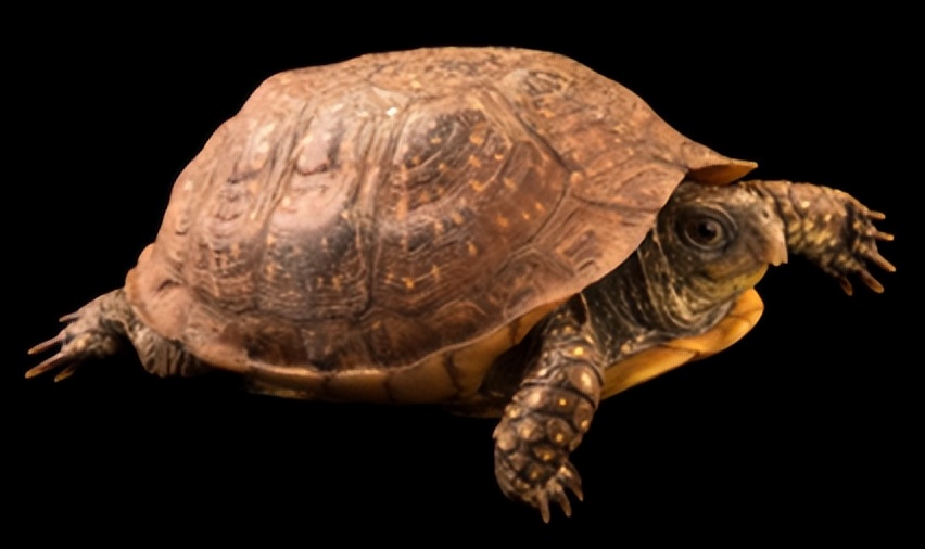 养北美鳄龟的龟友,箱龟种类图片大全