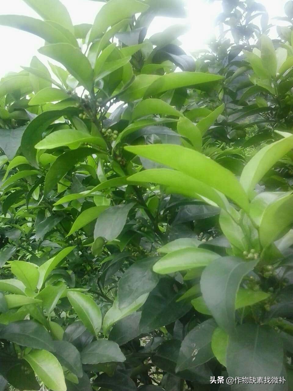 柑桔锈壁虱怎么防治,锈壁虱危害柑橘幼果