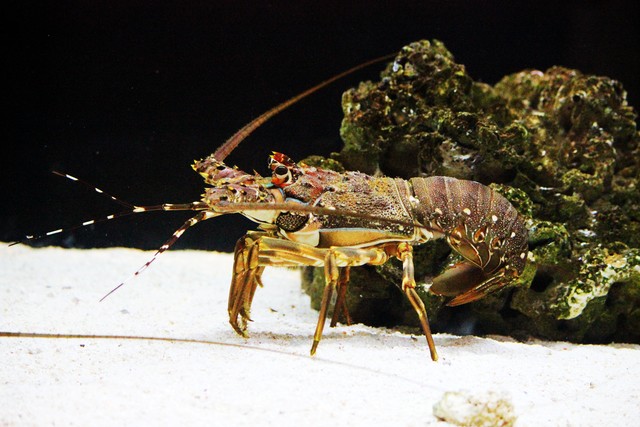 帕劳和哪个国家关系好,帕劳是个什么样的国家