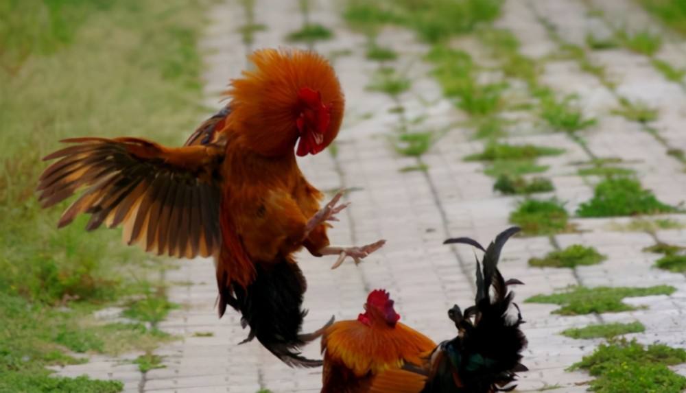 母鸡打鸣为什么会被杀,为什么公鸡打鸣母鸡不打鸣呢