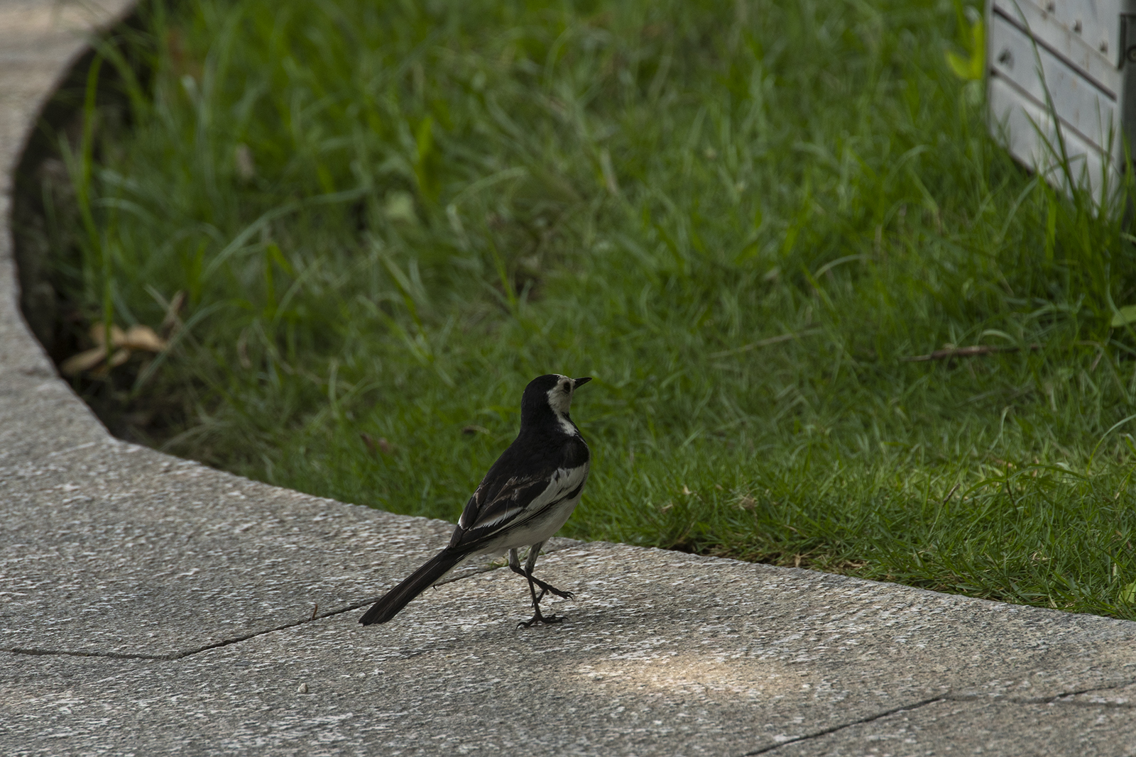 打鸟摄影摄像独脚架，生产力工具佳鑫悦三脚架