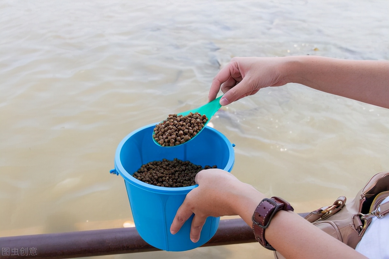 饲料鱼和粮食鱼谁优谁劣？——简析改善养殖鱼的肉质和味道