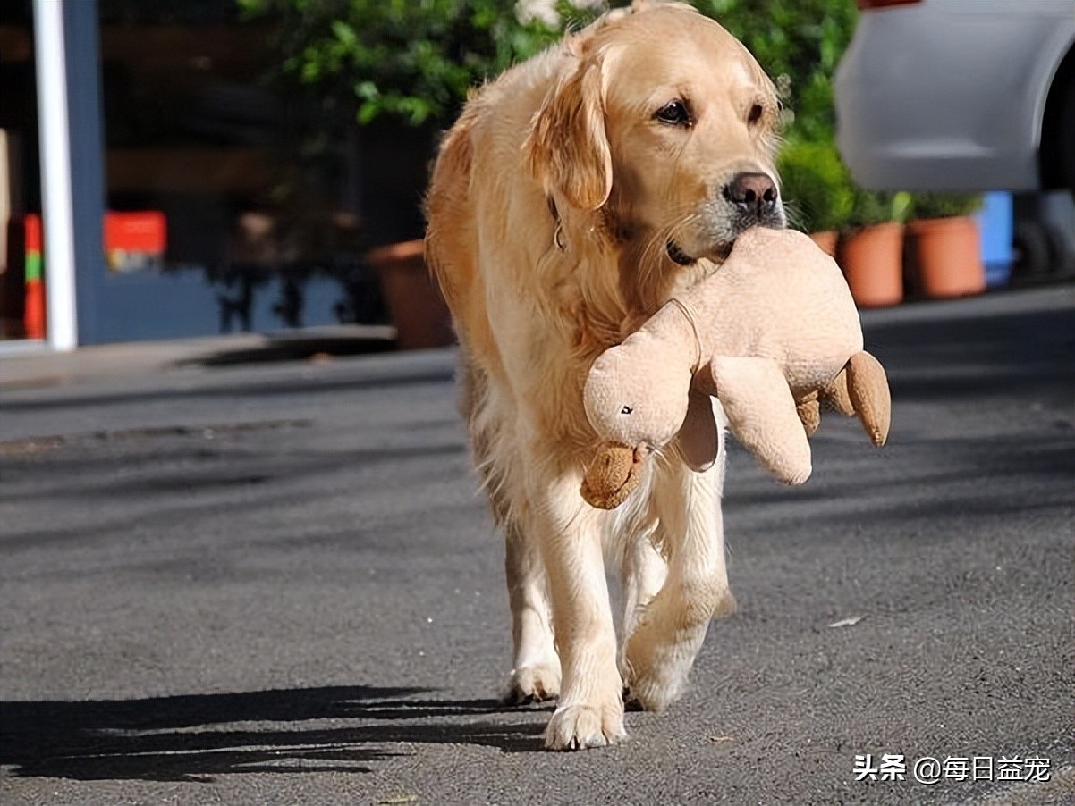 狗狗要绝育了需要注意什么,狗狗一定要绝育吗