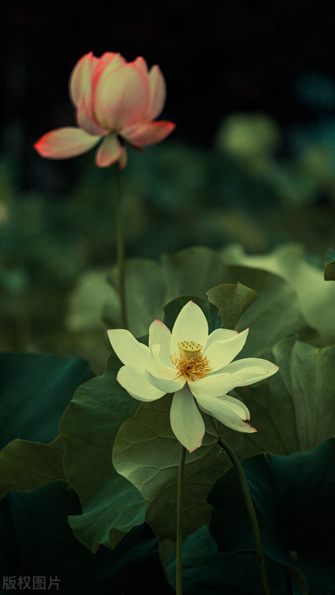 荷花图片禅意荷花,最美意境荷花图片大全