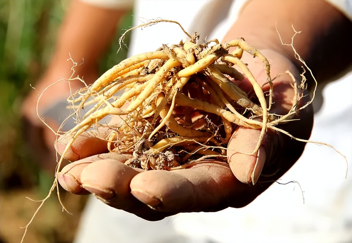 生育后月经不调怎么办,女性生育后长期不来月经