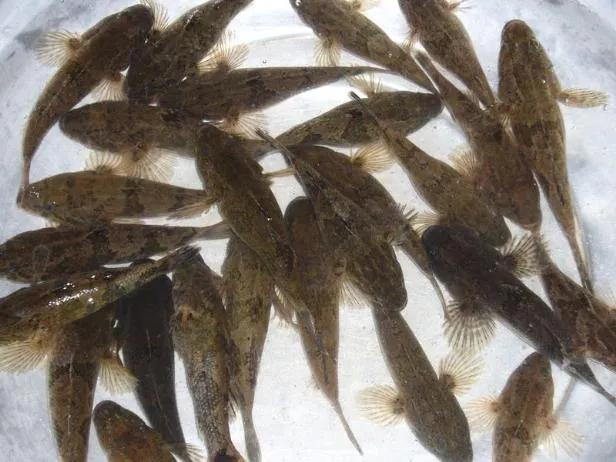 中国淡水鱼图谱大全集,中国各种淡水鱼的图片和名字