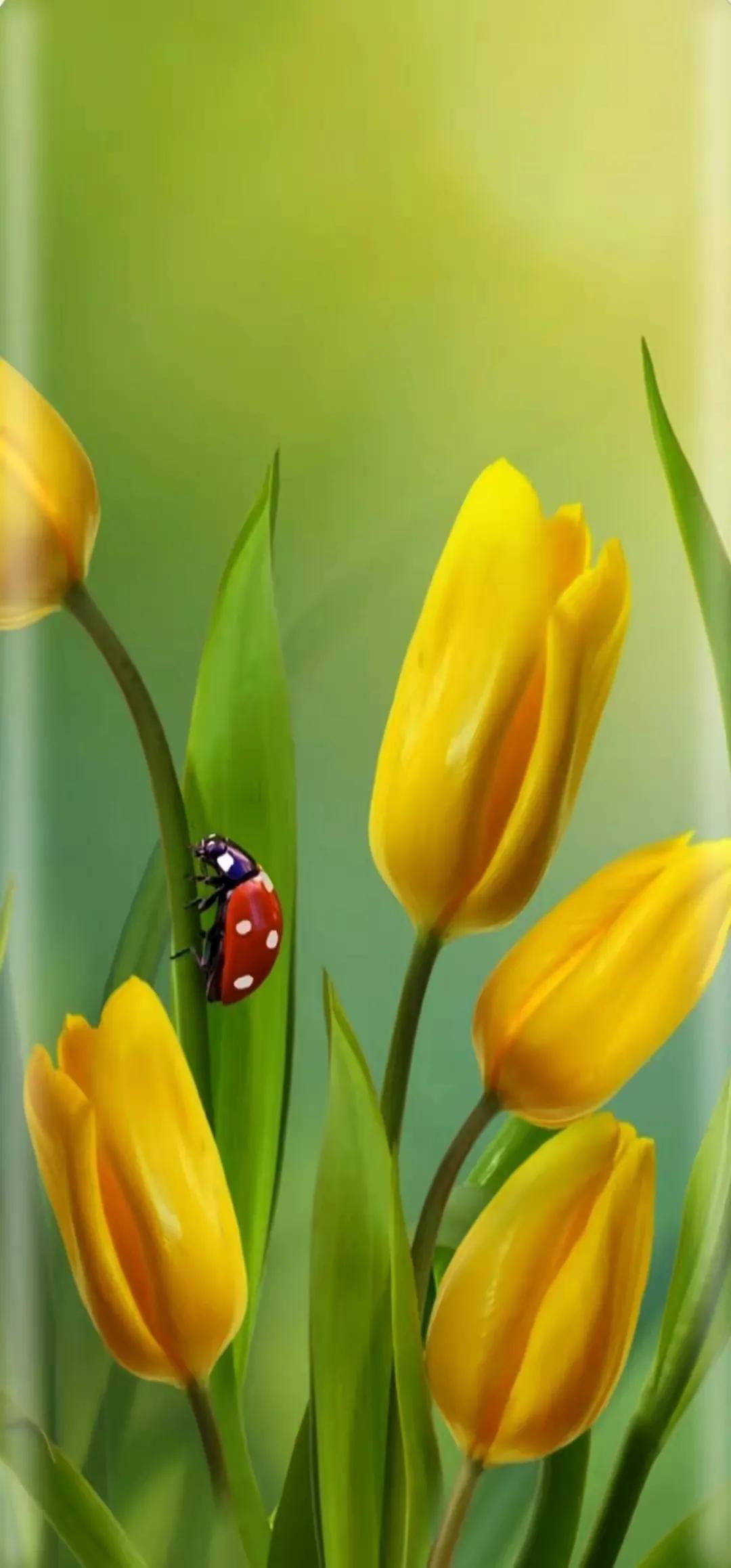 走在乡间的小路上,走在乡间的小路上口哨版