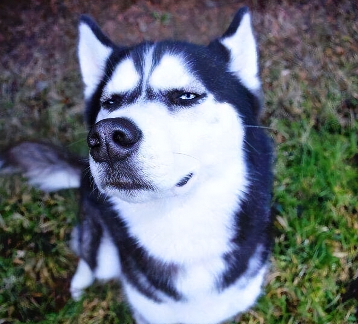 养狗新手该养啥宠物好呢,新手养狗不建议养这四种