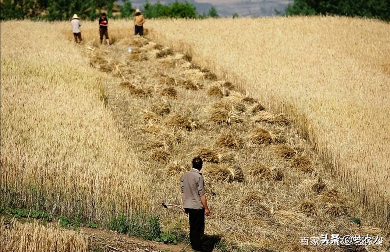 未来农村吃香的五种行业,未来农村适合做什么的行业