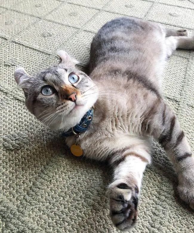 家猫常见的8个品种,常见的家猫都是什么品种