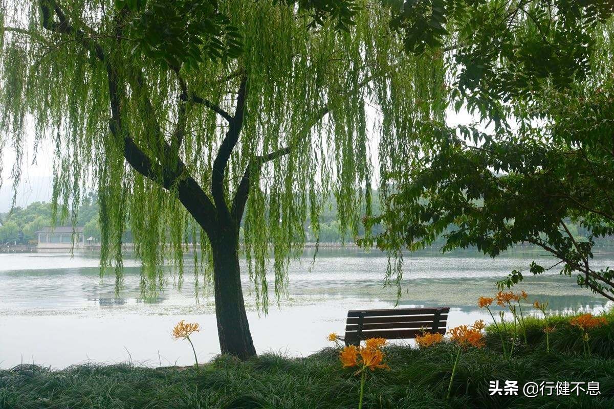 西湖荷花诗句古诗大全,荷花美景的诗句大全