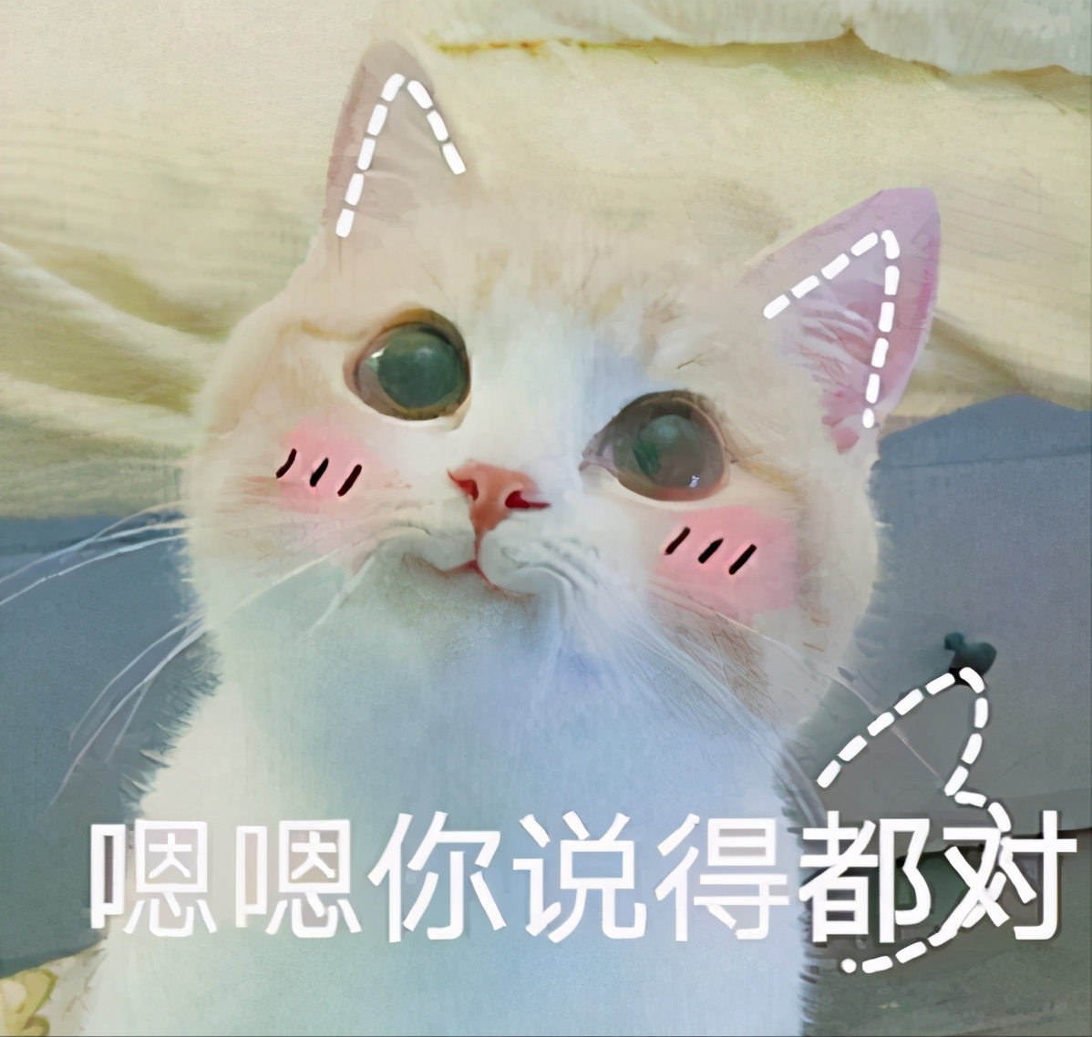 猫咪的10种秘密,养猫咪的5个常识