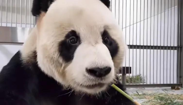 央妈也蹭热度官宣爱宝二胎，宝家族自然繁育的故事，再次开花结果