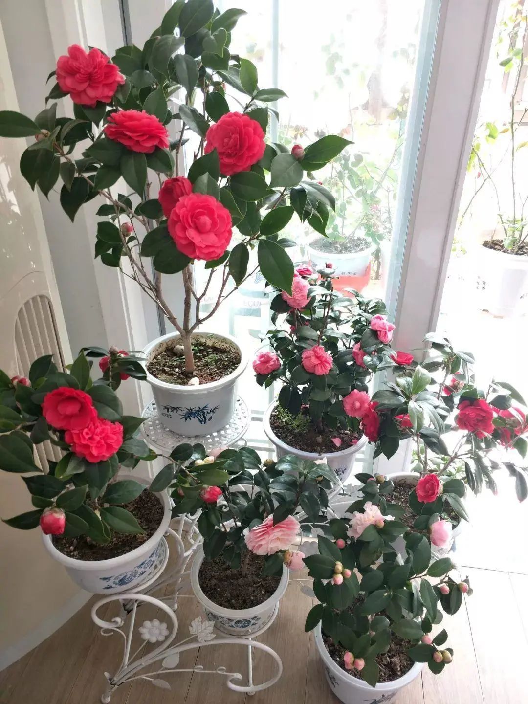 封闭阳台怎么养花技巧视频,封闭阳台养花技巧和方法