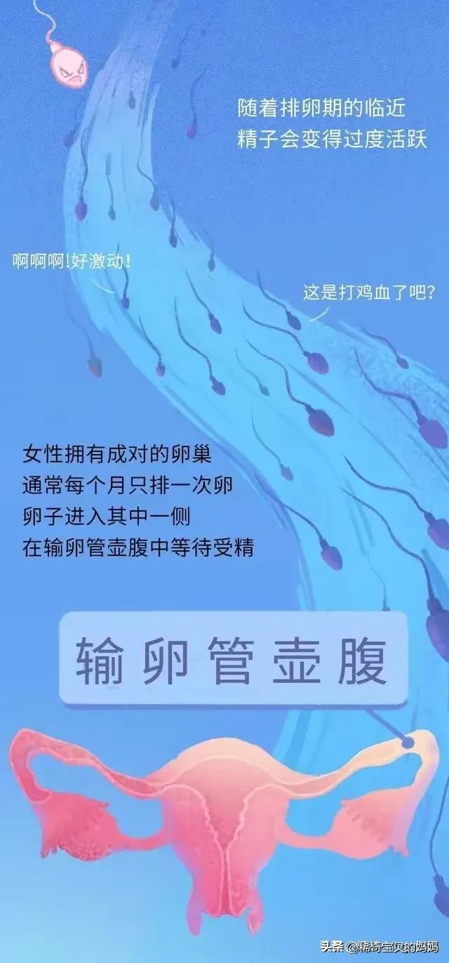 精子进入女生体内的24小时，都发生了些什么？励志漫画