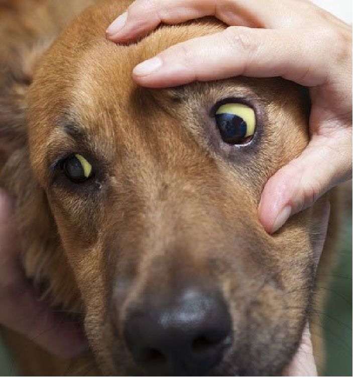 治黄疸的药茵栀黄,狗狗黄疸吃什么药退黄最快