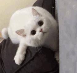 冬至不吃饺子和猫有什么关系,南方冬至猫咪吃汤圆