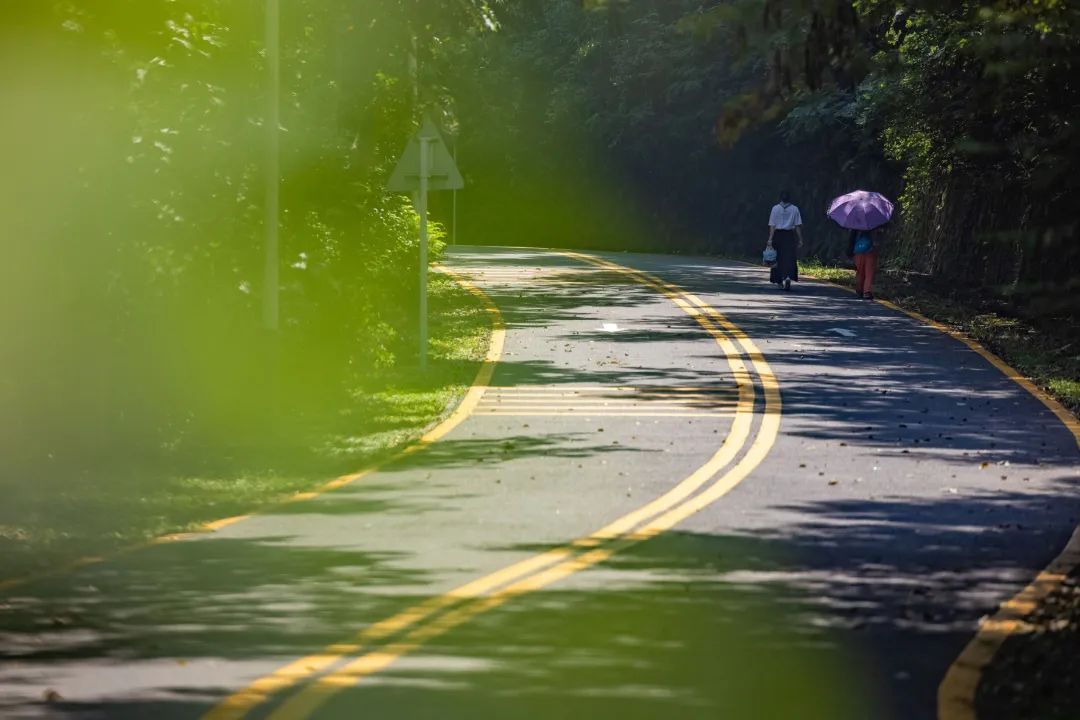 深圳凤凰山有条绿道叫什么,深圳凤凰山绿道旅游攻略