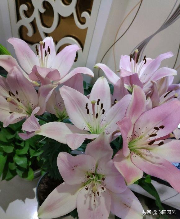 百合开完花怎么养它才能二次开花,百合花的盆栽方法和注意事项