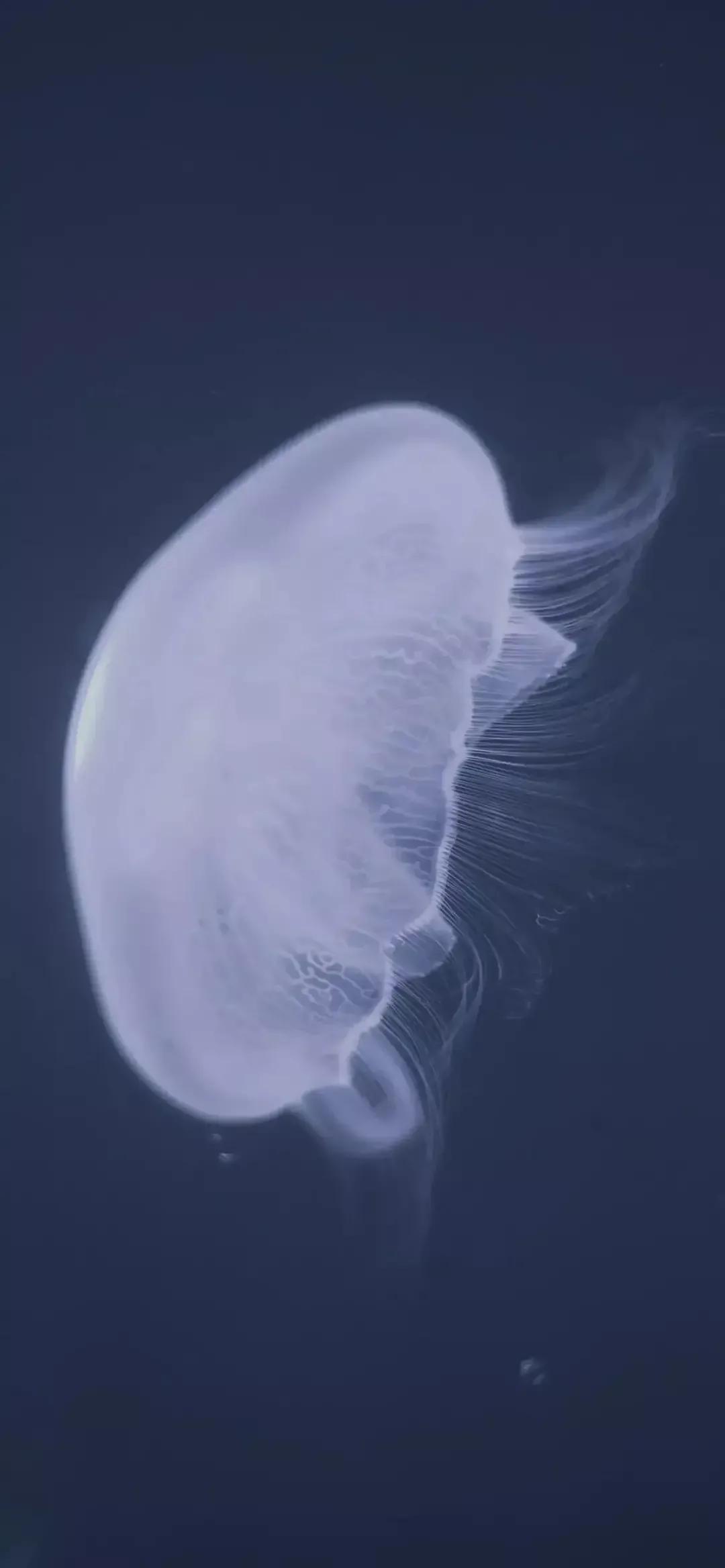 海底世界高清大图壁纸,手机动态海底世界鱼壁纸