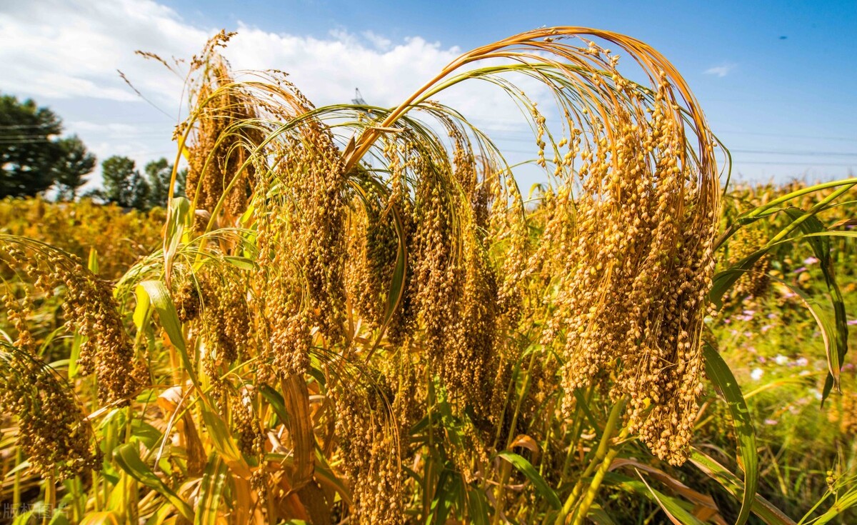 菽稷是什么作物,稻麦黍菽稷分别指什么