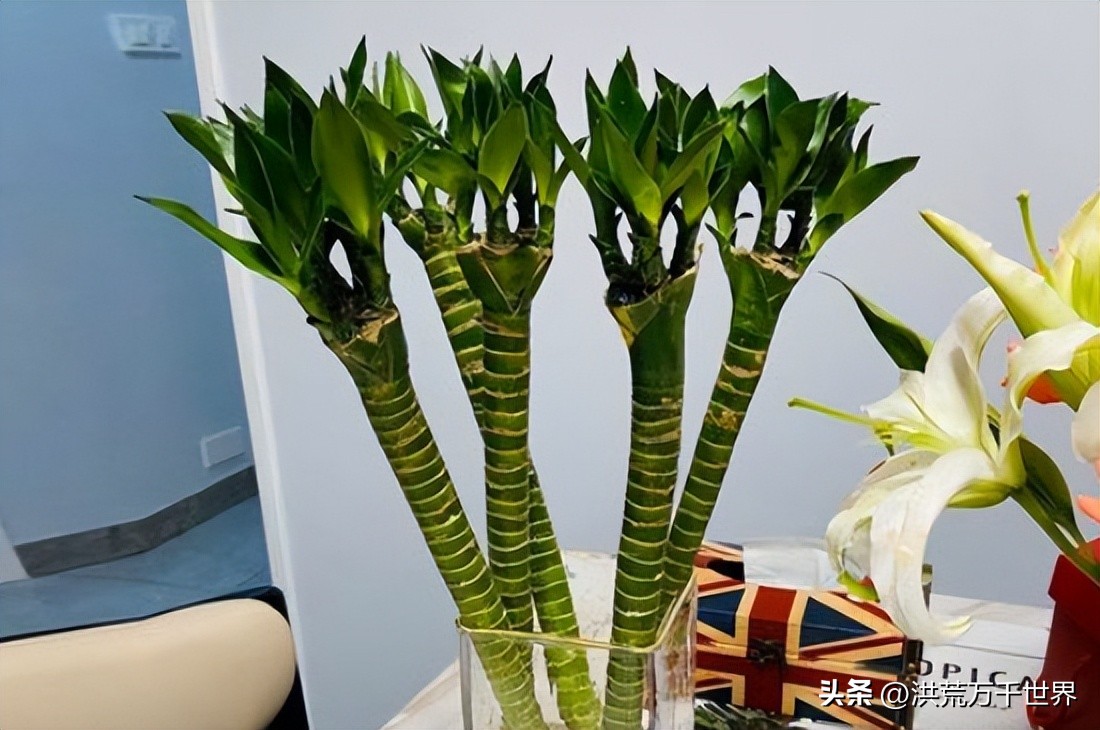 龙竹杆子瘪了发黄,水培龙竹杆子发黄