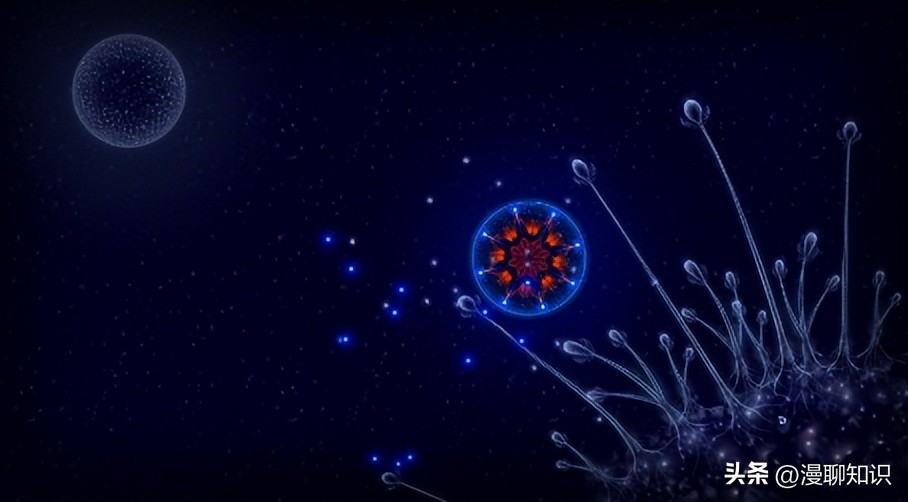 猫会感染人的疾病的图片,猫病毒检测cpr可以测出什么病毒