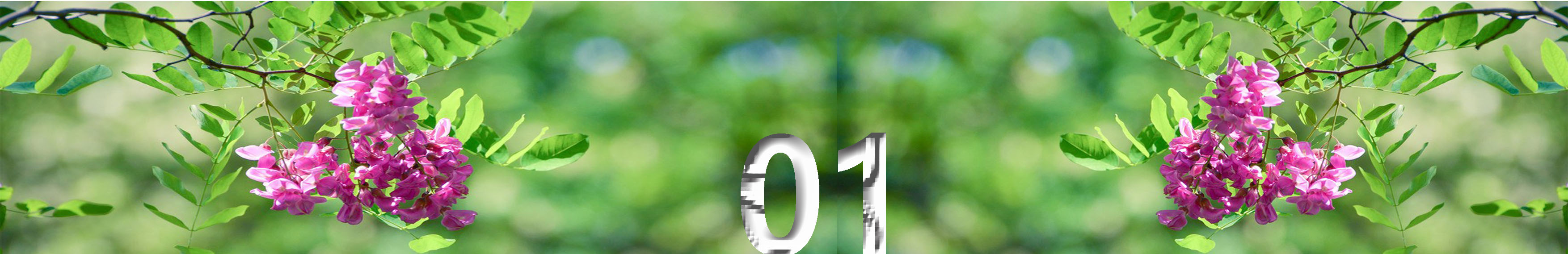 写槐花美的诗句,描写槐花清新淡雅香气四溢的诗句