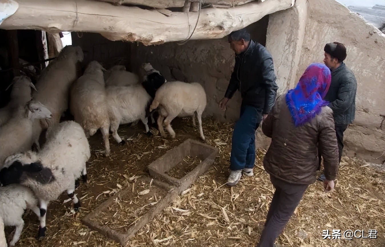 羊贩子买羊套路,羊贩子的买羊技巧