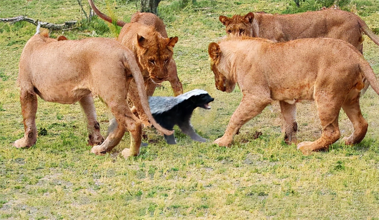 蜜獾平头哥它的天敌是谁,蜜獾平头哥最大的天敌