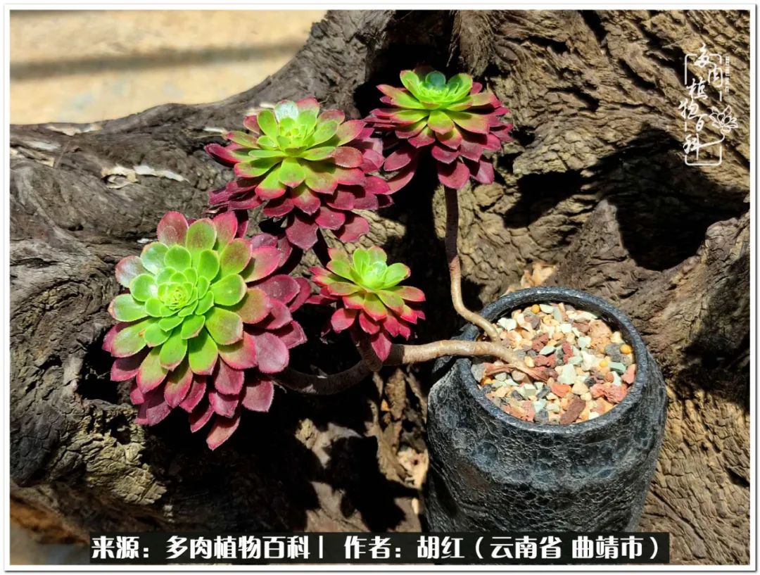 多肉植物里的糖,多肉生活的调味剂