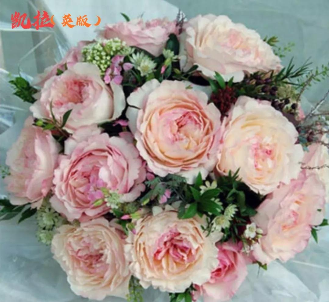 常见切花月季一览（40）（接上期）