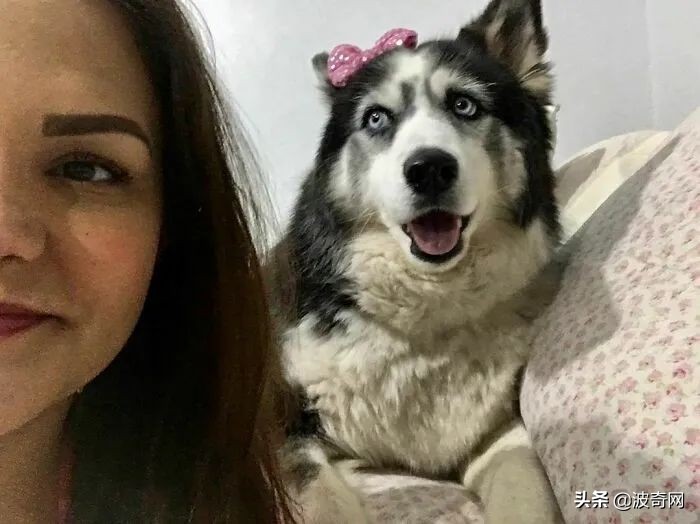 黑心狗厂,黑心宠物繁殖工厂