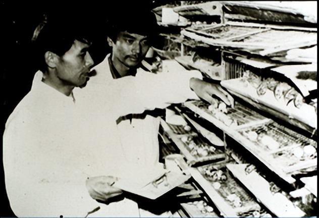 四川刘氏四杰是军阀后代吗,刘氏四杰