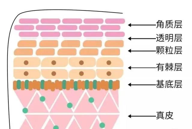 你真的了解你的身体吗,你真的了解你的皮肤吗