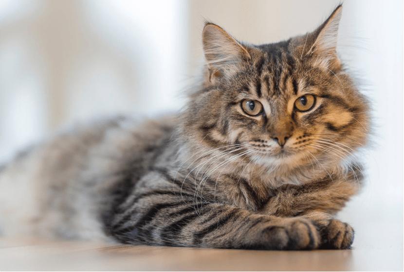 伟嘉猫罐头是毒罐头吗,什么牌子的猫罐头比较好