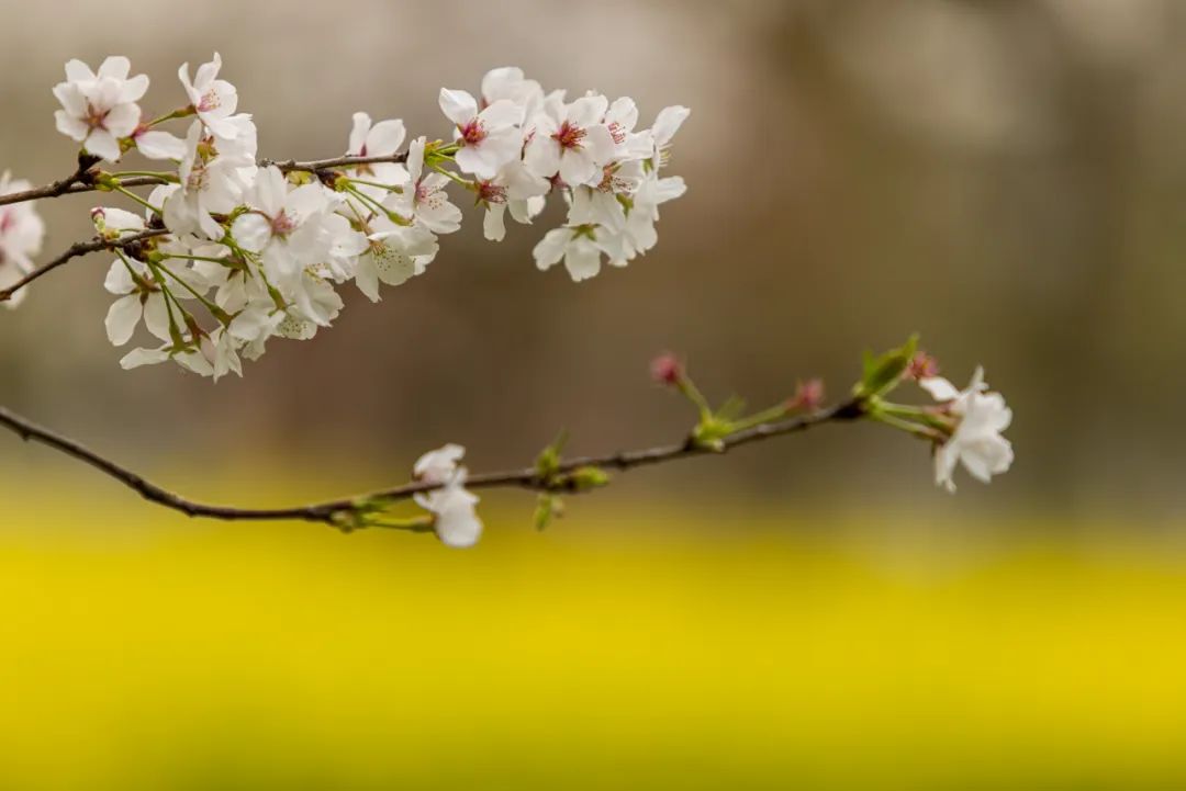 2023年武汉樱花花期,樱花武汉花期