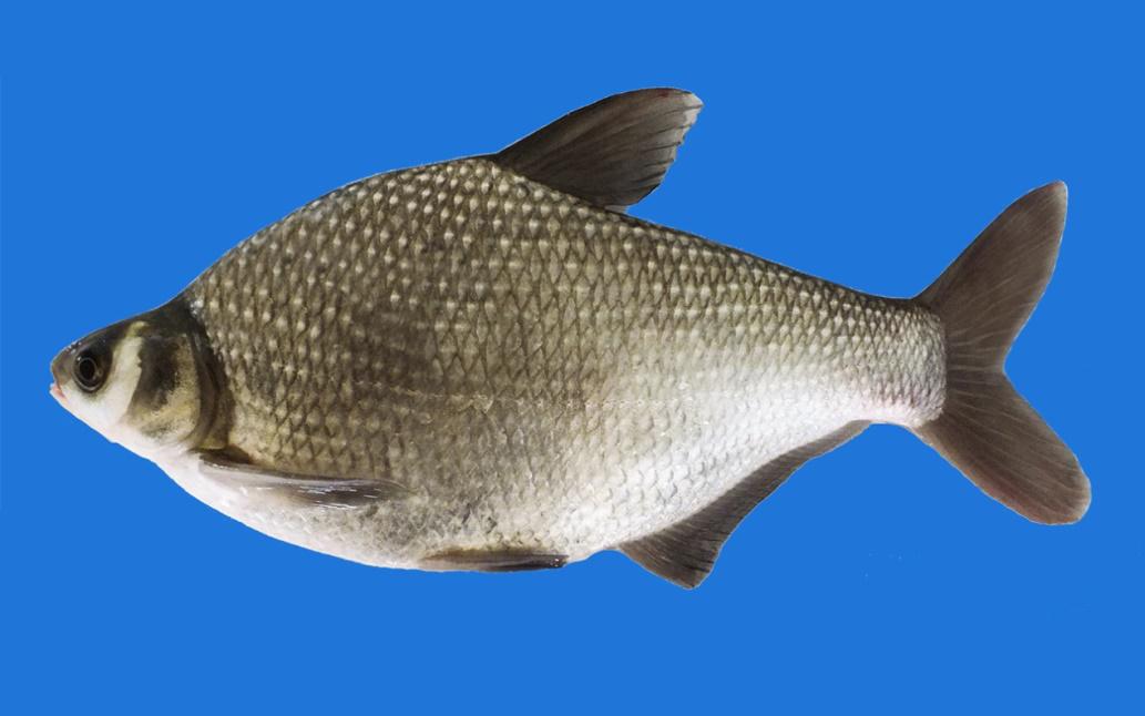 武昌鱼和鳊鱼价格的区别,武昌鱼与鳊鱼区别图片