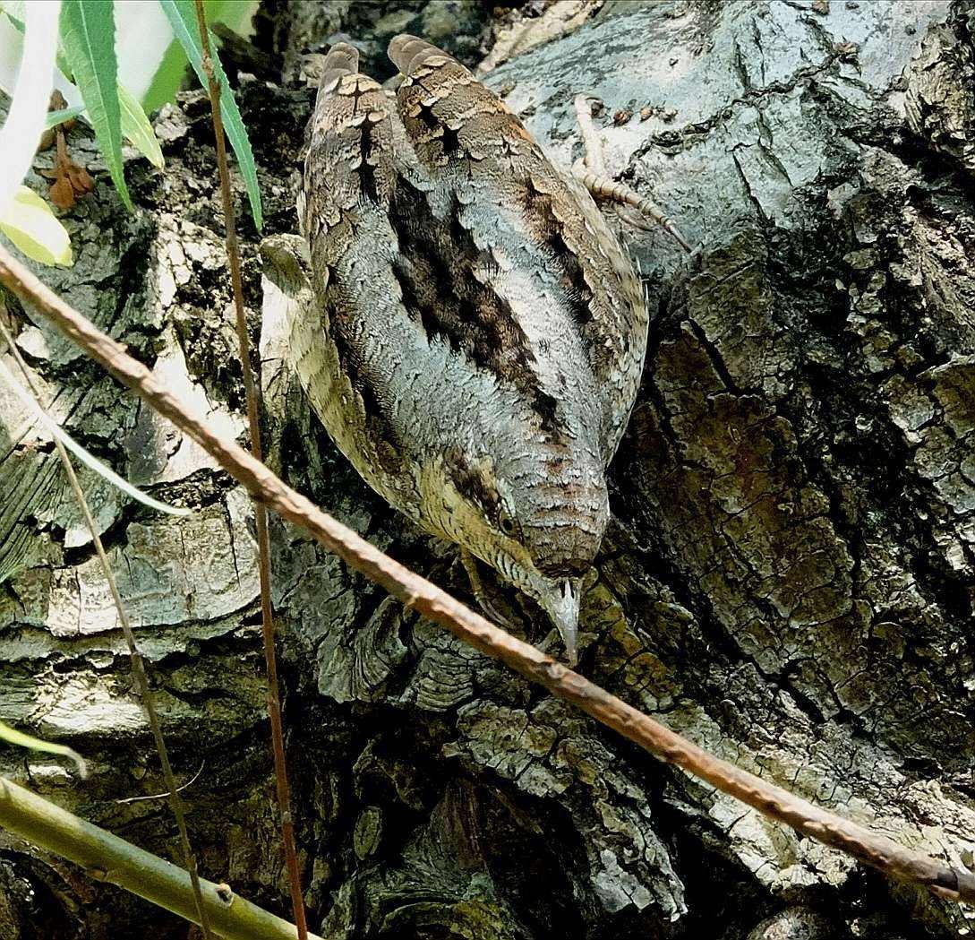 男子户外遇怪鸟受伤全身雪白带灰,湖北一男子回家途中看见一只怪鸟
