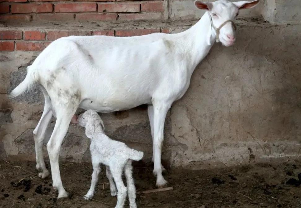 农村小伙养羊新模式年挣2亿元,河南大哥养羊赚了8000万