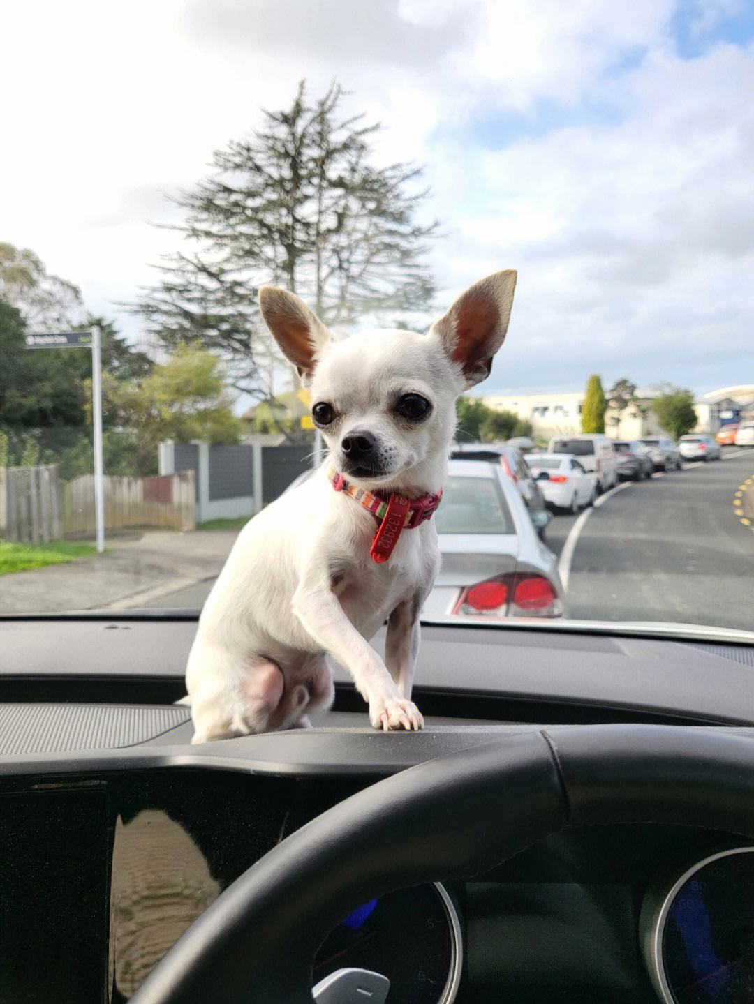 小型狗种类排行榜前十名,微型狗品种大全及图片