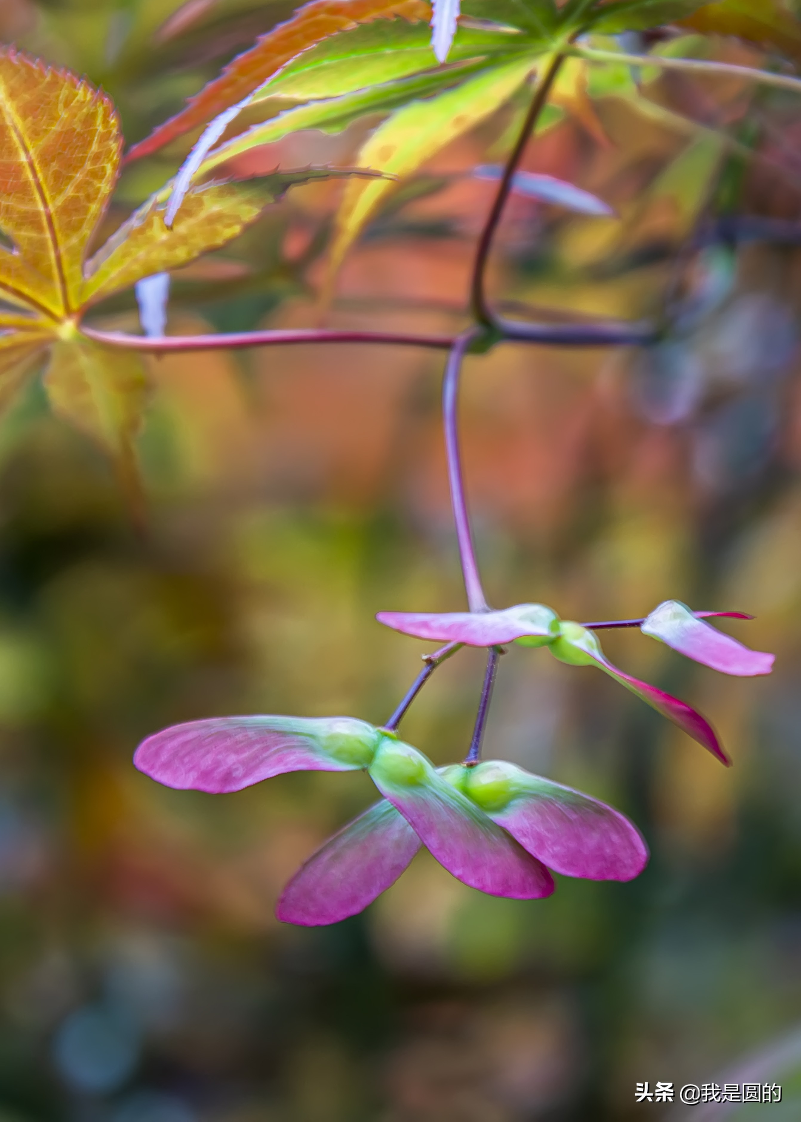 “五.一”树叶也很红（原创摄影+随笔300字）